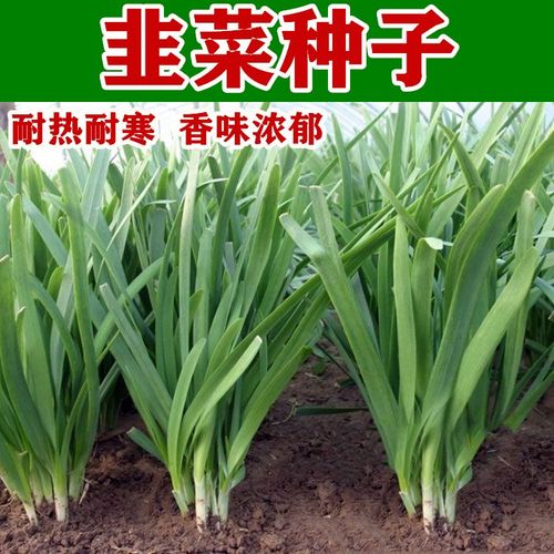 韭菜种子 791大叶香韭菜籽耐热耐寒夏秋四季阳台盆栽田园蔬菜种孑
