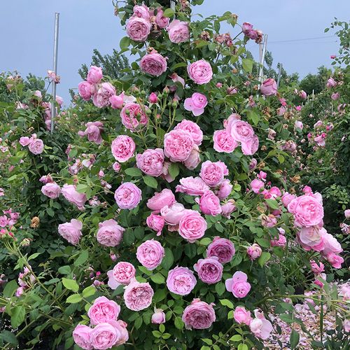 自由精神月季爬藤蔷薇花苗大特花重瓣浓香庭院阳台别墅栏杆植物