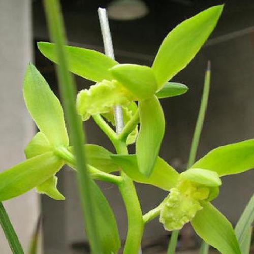 兰花  蕙兰九华(金奥素)  室内绿植盆栽花卉