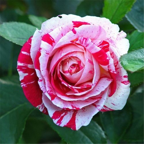 欧月 说愁 庭院植物月季花盆栽条纹大花月季苗灌木丰花月季花卉