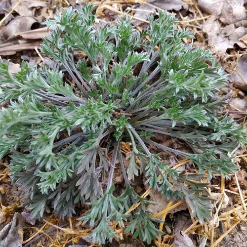 陕西野菜白蒿新鲜新鲜茵陈绵茵陈茵陈蒿现挖食用茵陈无根带根【3月25