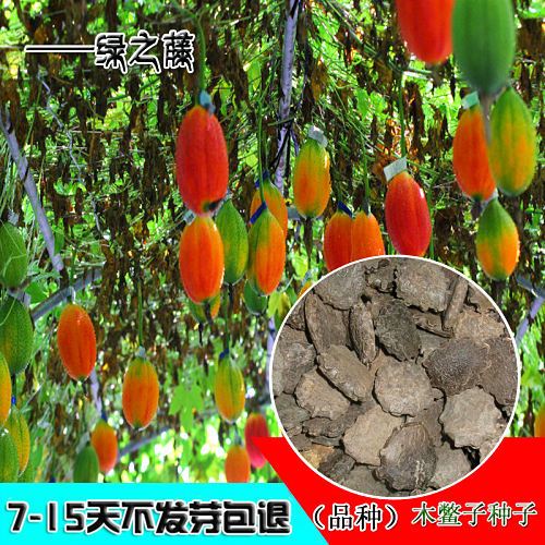 可食用木鳖子种子药材种子当年新采番木鳖糯饭果老鼠拉冬瓜种