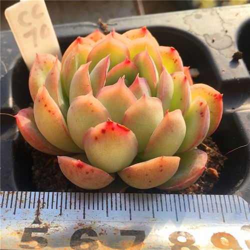 水莲一物一拍多肉植物清晟园艺48包邮2月中更新迷你多肉植物