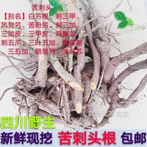 新鲜 现挖 深山 药材 苦刺头 白竻根 三加皮 白簕 根500克包邮