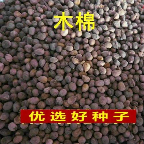 美丽异木棉种子木棉花木棉树种子大腹木棉种子新菜木棉种