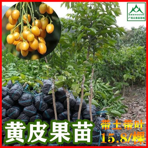 黄皮果树苗种苗新品种无核黄皮黑黄皮嫁接果树苗南方种植盆栽包邮