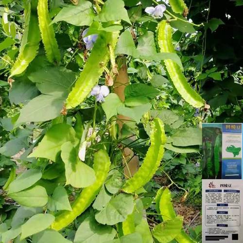 原装正品四棱豆种子豆角四角豆皇帝豆种四季播蔬菜种子