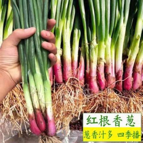 红根香葱种子火葱种籽高产四季葱阳台种菜盆家庭种植蔬菜全国包邮【5