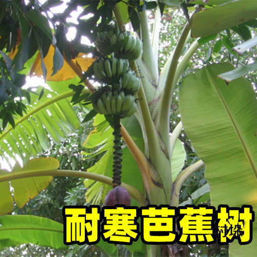 芭蕉树耐寒庭院树绿植盆栽北方抗寒树苗下绿化大型