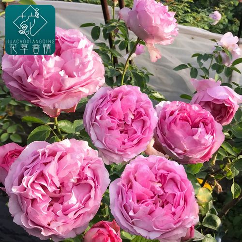 伊芙草莓树大花浓香切花包子阳台月季花苗盆栽四季开花卉玫瑰植物