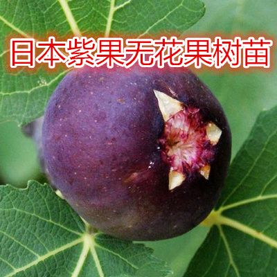 盆栽无花果苗日本紫果苗当年结果日本紫果无花果树苗