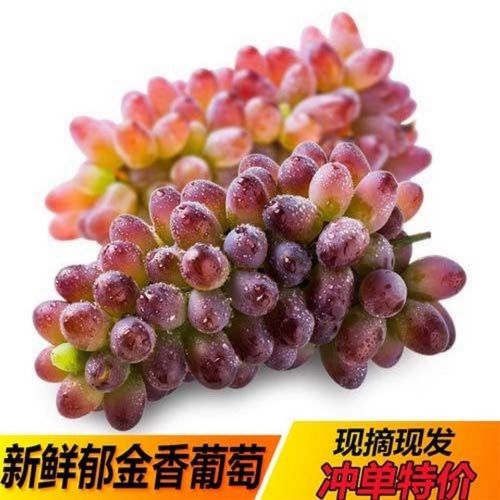 茉莉香葡萄应季新鲜水果郁金香葡萄非无籽玫瑰香红提子包邮