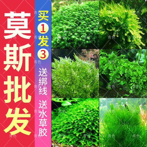 鱼缸莫斯水草植物活体慕斯片散装莫丝树球沉木大三角垂泪前景造景