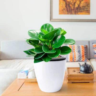 新品豆瓣绿盆栽四季常青绿植花卉青叶碧玉花室内防辐射办公室植物