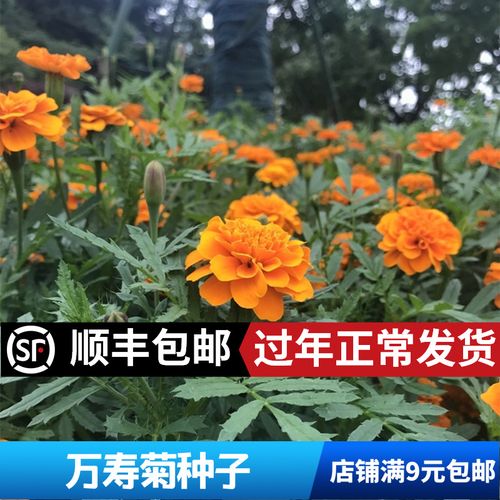 万寿菊种子 非洲蓝目菊种子四季阳台盆栽花卉草植物