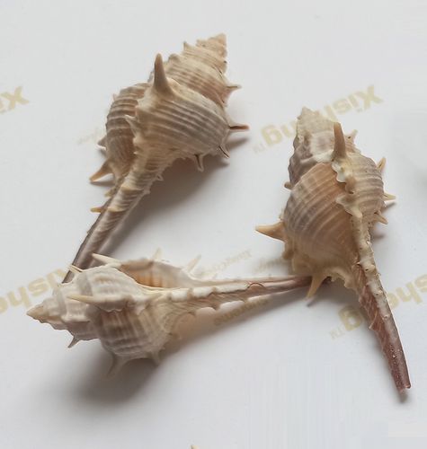 天然海螺贝壳长刺螺 女巫骨螺壳 鱼缸水族装饰 幼儿园海洋标本
