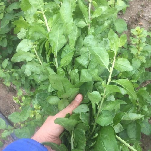 新鲜现摘枸杞菜农家蔬菜枸杞叶枸杞菜带枝枸杞叶菜四季菜【3月22日发