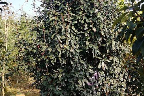 0/株 椤木石楠,中华石楠