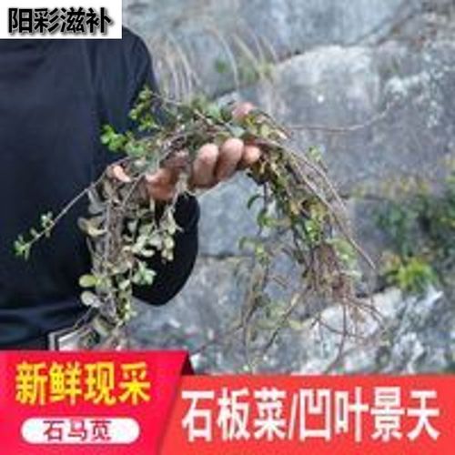 伟博新鲜石板菜500g凹叶景天岩还阳石马苋马牙半支莲九月寒植物中草药