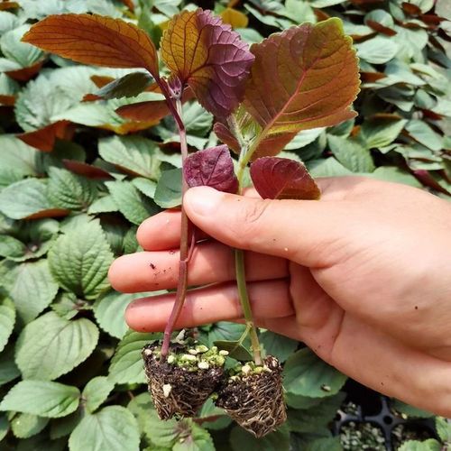 紫苏子苏子叶苗食用烤肉泡菜均可阳台盆栽庭院种植