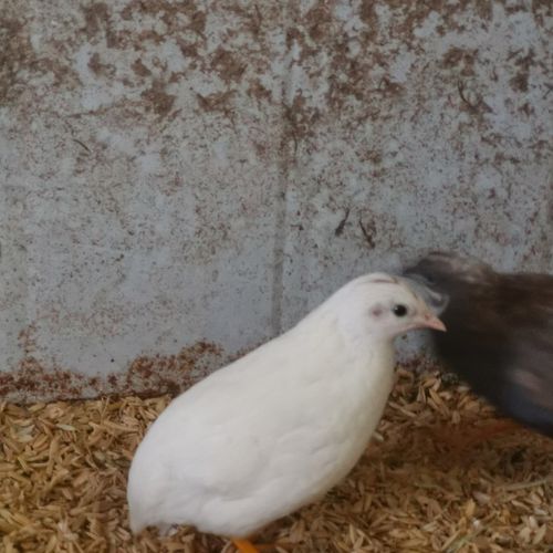 天弗 芦丁鸡活体成年种可繁殖年下蛋300枚蓝胸阳台小宠物 白色 四母