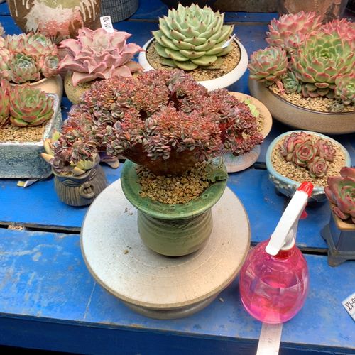 云南添彩多肉616-117紫姬