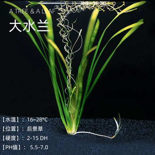 [鱼时代]鱼缸布景 大水兰类水草 水中叶 中后景观赏造景 特价促销