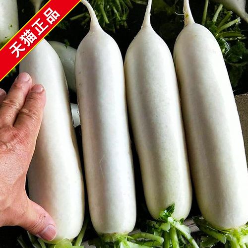 春秋白玉萝卜种子白萝卜种籽高产四季春季秋季阳台盆栽农家蔬菜孑