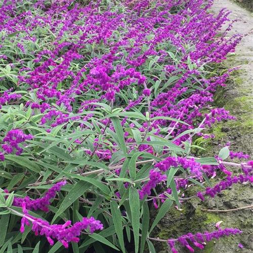 墨西哥鼠尾草林荫庭院花境多年生宿根草本盆栽苗天蓝鼠尾草苗成都