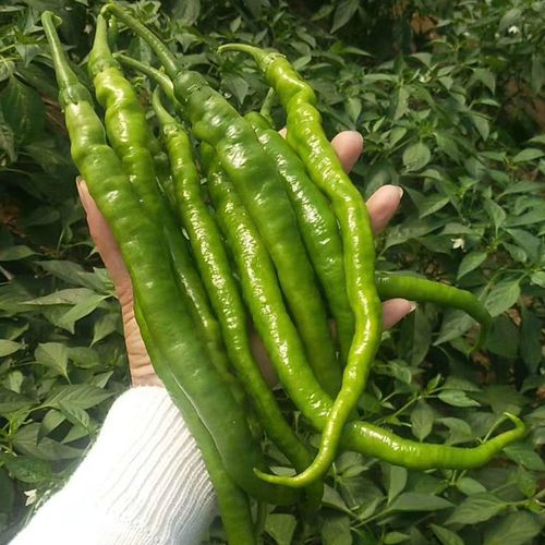 长线椒 螺丝线椒非二荆条青椒 香辣湖南农家自种长辣椒   1500g