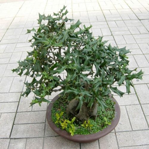 老鼠刺树野生吉祥树枸骨刺猫儿刺鸟不宿老鼠刺老虎刺狗八角刺十大