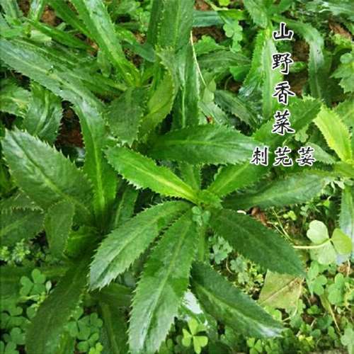 【云南刺芫荽】越南野香菜大香菜刺芹缅芫荽香菜阿佤芫荽