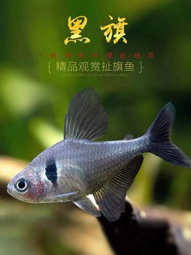 黑旗鱼热带观赏鱼灯科鱼扯旗黑大勾鳍粉红红衣梦幻玻璃玫瑰旗活体