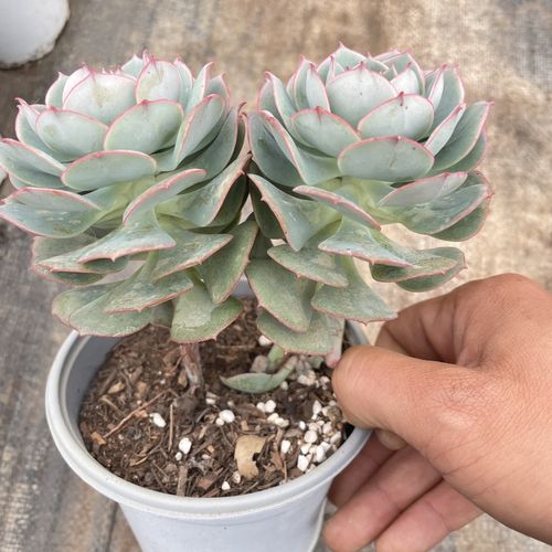 墨墨园艺多肉植物克罗地亚玫瑰多头老桩办公室阳台盆栽基地直发