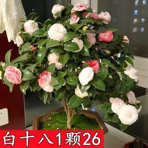 白十八学士茶花盆栽苗四季绿植一树多色山茶花树苗带花苞好养易活