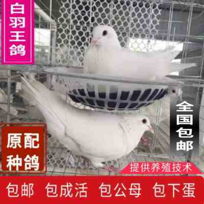活 一对 银王鸽 白羽王鸽 种鸽可繁殖 肉鸽 小鸽 幼鸽 青年鸽