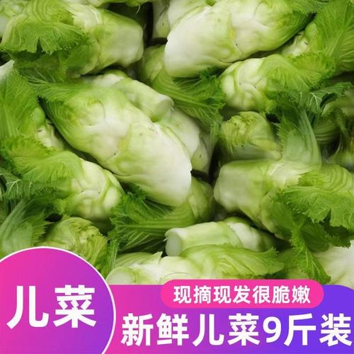 四川儿菜新鲜蔬菜嫩儿抱儿子母菜多头菜儿菜批发嫩儿菜儿子斤包邮