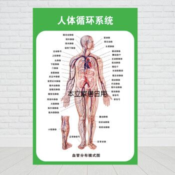 人体九大系统运动消化生殖泌尿神经解剖内脏骨骼肌肉医院医学挂图