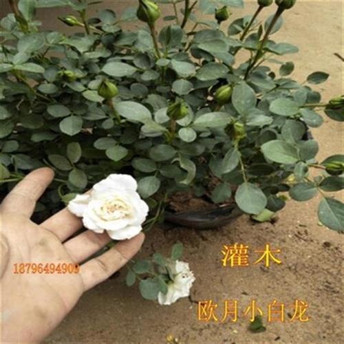 新品花苗 白色月季盆栽  v国月 a小白龙 庭院盆栽大花月季欧月花