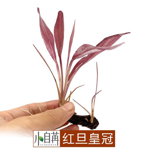 红旦头真水草草场直营皇冠鱼缸水族活体单头好养阴性中后景