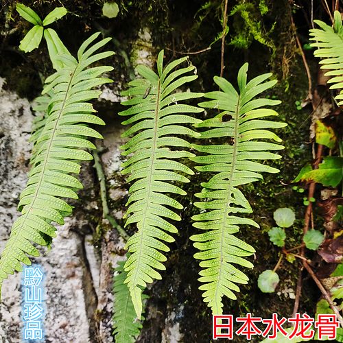 日本水龙骨金星凤尾宝剑草中药材青石莲石豇豆岩鸡尾石龙新鲜现采