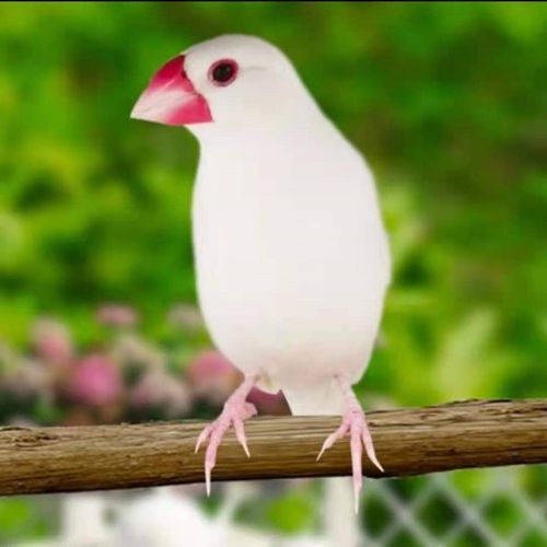 纹鸟活体宠物观赏鸟灰文白文小太阳活体宠物家养观赏鸟活物金背高彩鸟