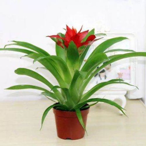 云仓鸿运当头盆栽小红星花绿可水养植物室内大凤梨 鸿运当头(原盆 含