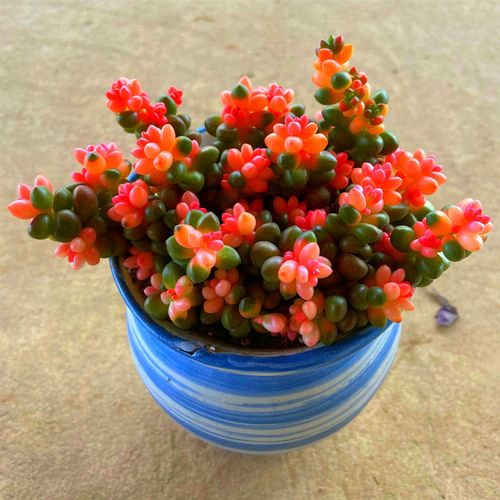 多肉植物珊瑚珠锦 稀少品种新手好养桌面阳台室内防辐射花卉盆景