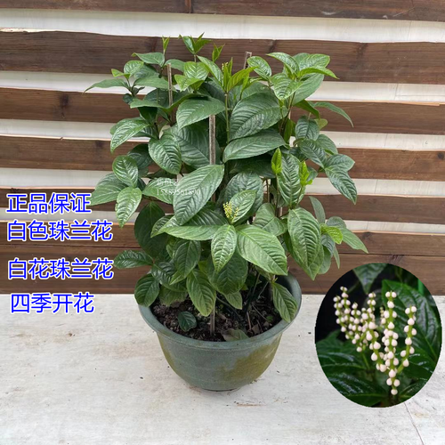 白珠兰花 阳台庭院盆栽珠兰花苗 白珠兰 四季常绿开花 室内绿植