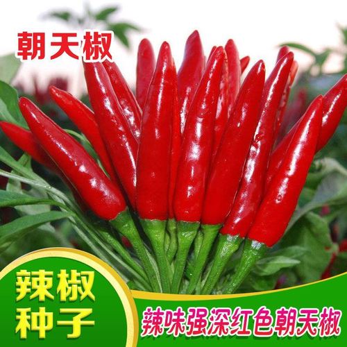 指天2号簇生朝天椒种子四季辣椒种孑阳台盆栽苗子山鹰椒 蔬菜种籽