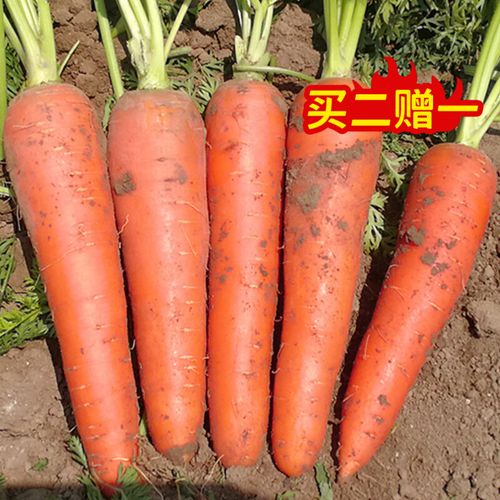 日本三红胡萝卜种子高产秋四季紫黄水果萝卜种籽五寸蔬菜种孑大全