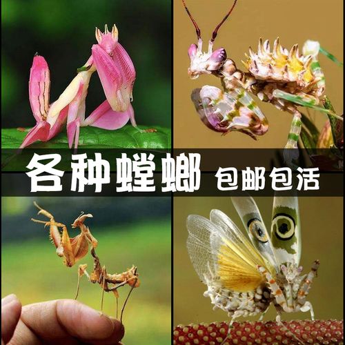 兰花螳螂非洲刺花活体幼体大魔花中华大刀莱姆绿螳螂活体宠物卵夹