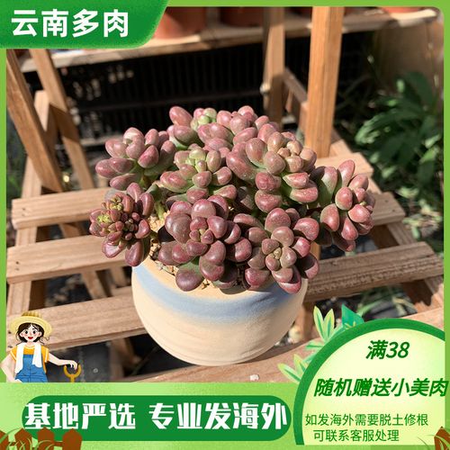 耳坠稀有品种云南多肉植物红色系圆叶小萌肉肉散群带栽好盆土发货