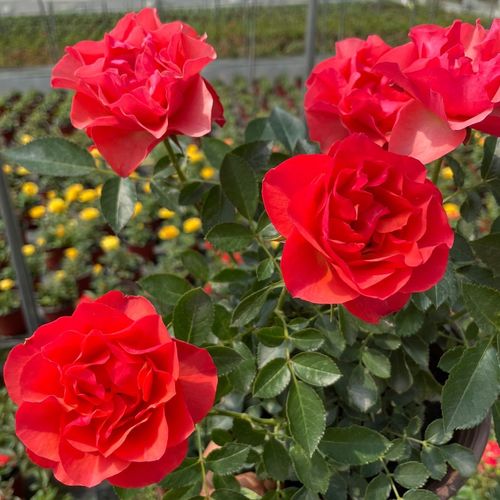【精品绿植】欧洲月季钻石玫瑰阳台绿植四季开花带花苞庭院盆栽 小盆
